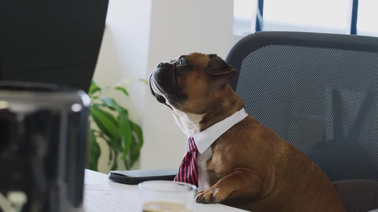 Tom and Booker are very adorable dogs