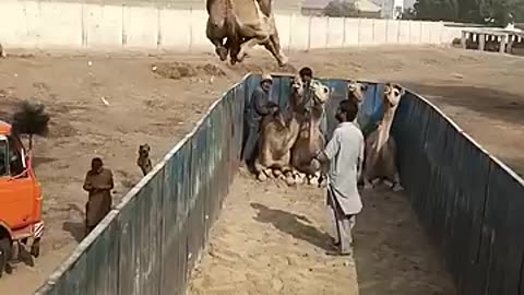 Camel loading in Truck 🚚