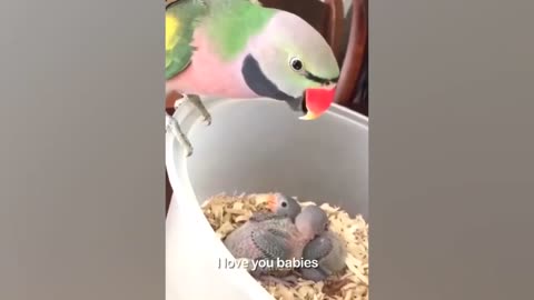 Cute Parrot 🦜 Video (Funny Video 🤣)