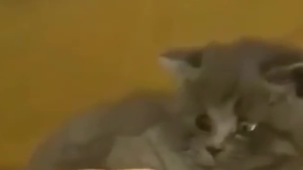 why is this cute cat afraid of cute birds #244#shorts , funny cat videos