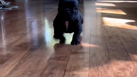 "Sit, Stay, Laugh: The Best Funny Dog Videos On The Internet"