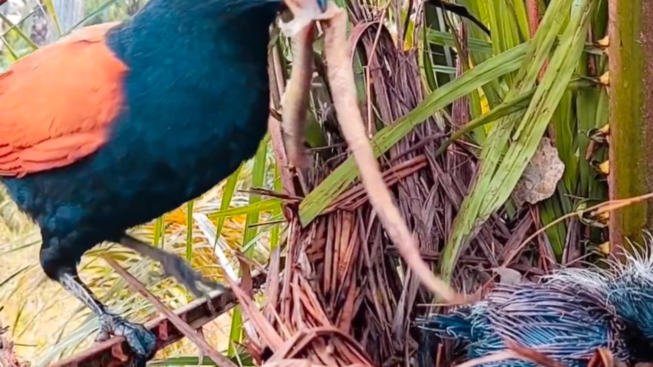 Brown-winged cuckoo mother brings back a snake for her baby to eat