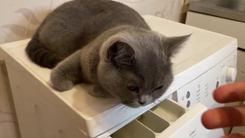 Washing Machine is the Best Place for a Cat to Rest