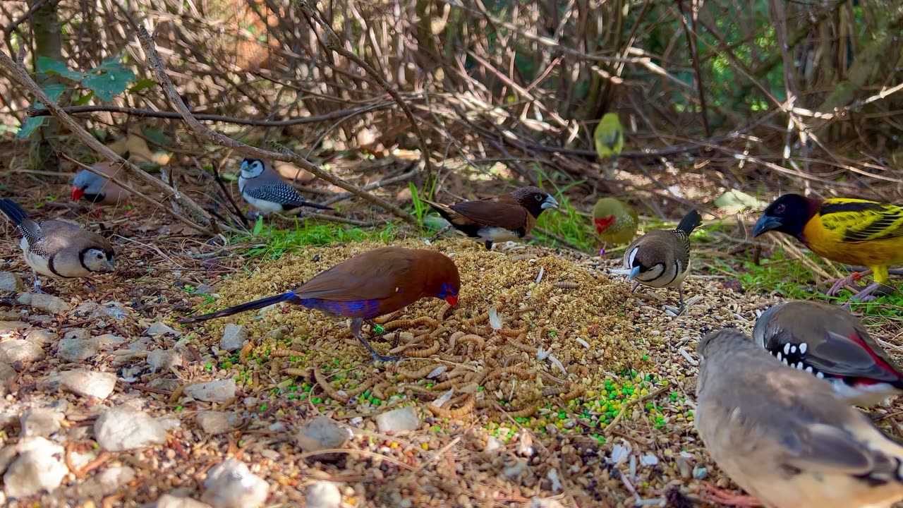 Tropical Aviary Birds - Finches and Softbills - Bird Sounds