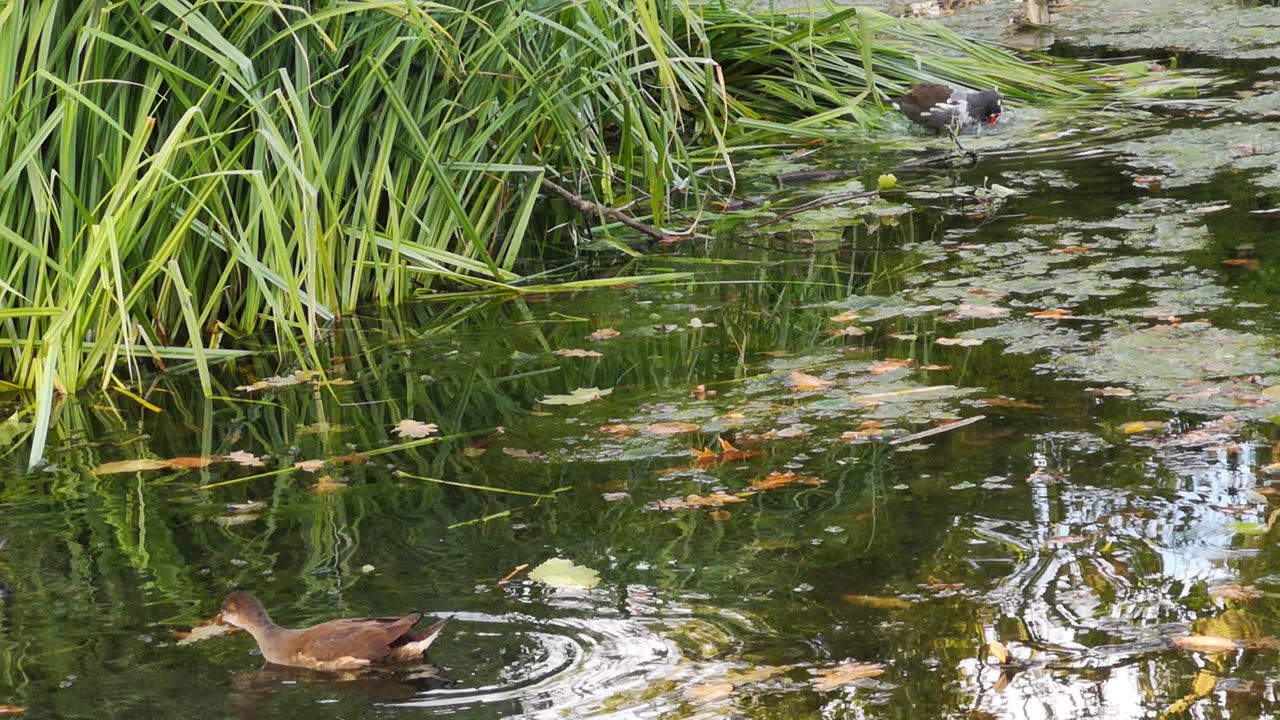 Small ducks in the lake