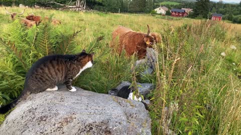 Cows and cats