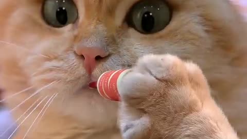 Beautiful Human cat.. funniest 😂😂😂