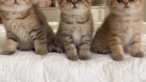 Cute cat moments 😺