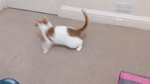 Cat Zoomies😼😼😼