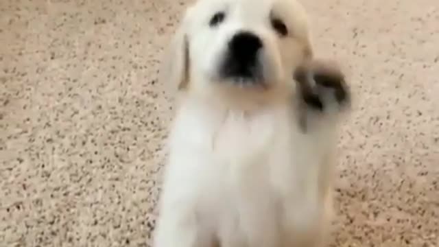 A dog that wants a toy.