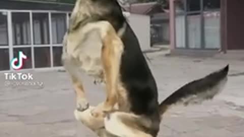 Funny dog dance