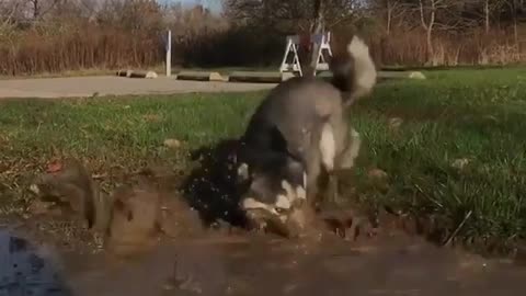 The lovely dog is in the wild.