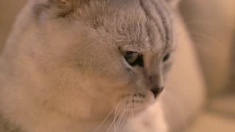 the cat is punished with a cup of water on his head