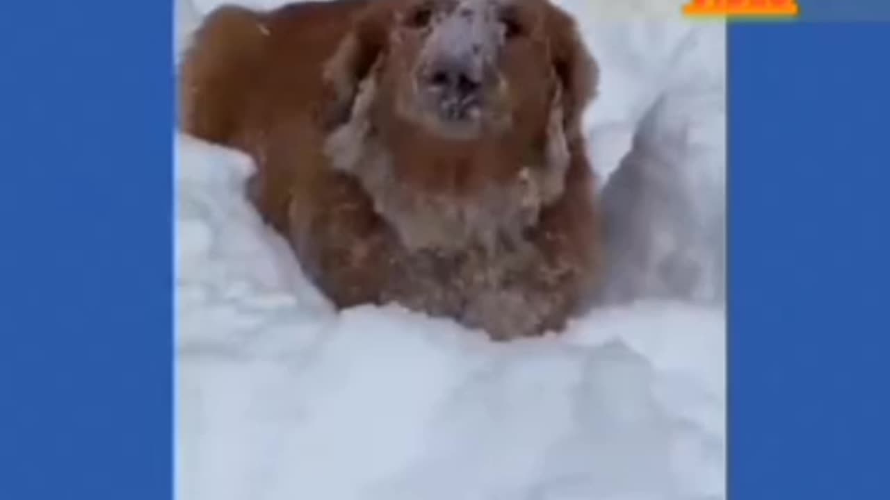 Funny animal video 😂🤣