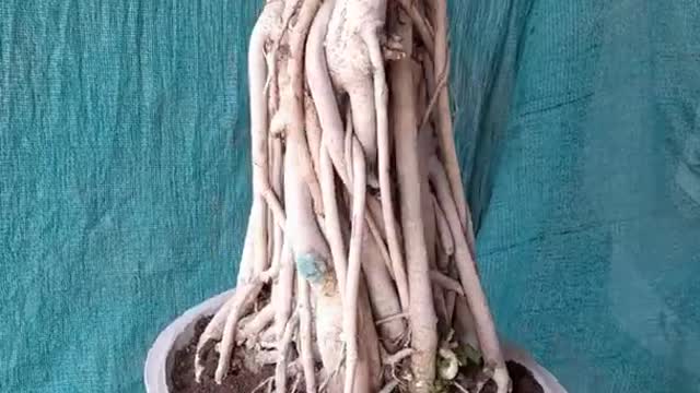 The *RIGHT WAY* To Water A Bonsai🌱🚿 | How To Water The Bonsai | Bonsai Watering Technique #Shorts