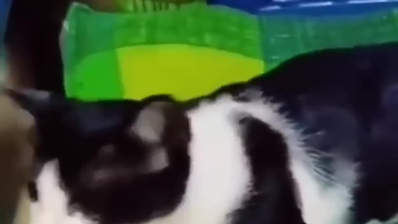 Cute Funny cat