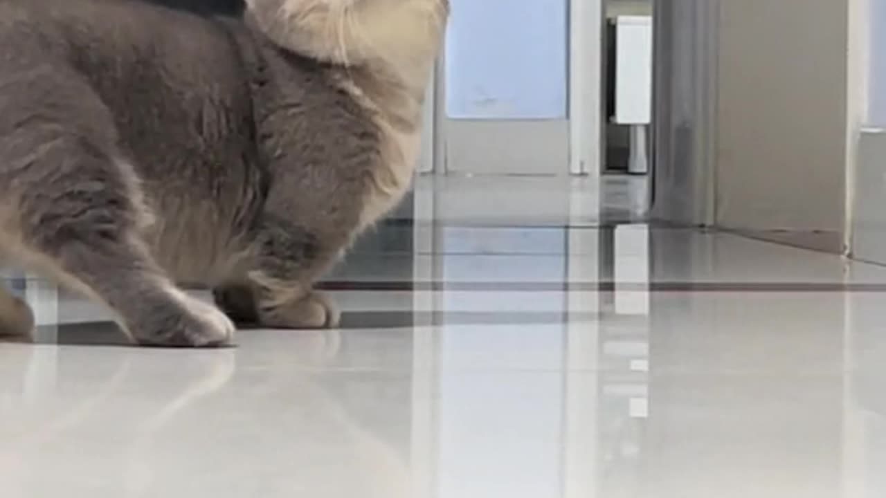 Cute cat running
