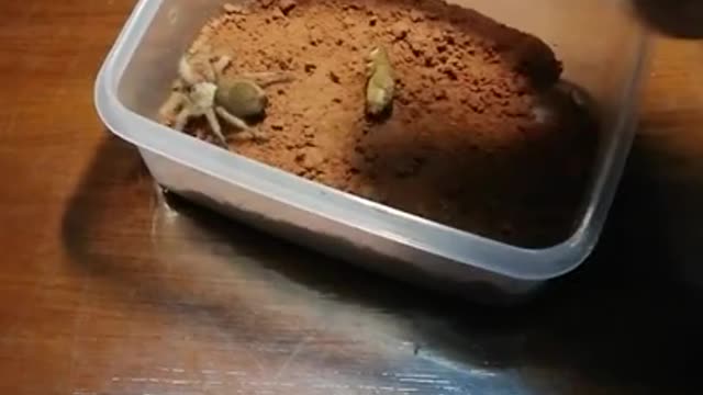 Feeding the tarantula