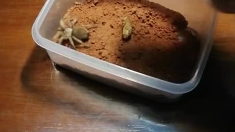 Feeding the tarantula