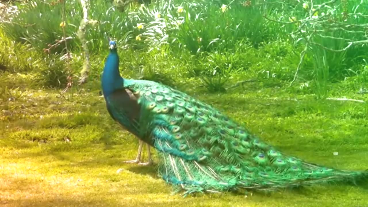 Peacock 🦚