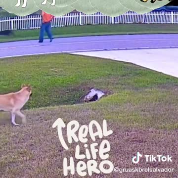 Hero dog saves little kid from other dogs trying to attack