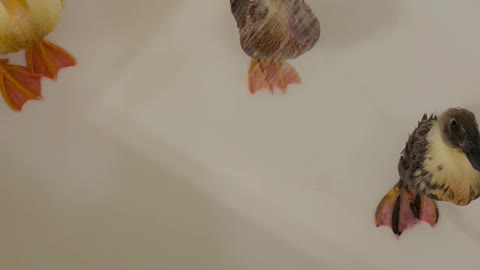 Giving the Ducklings a Shower