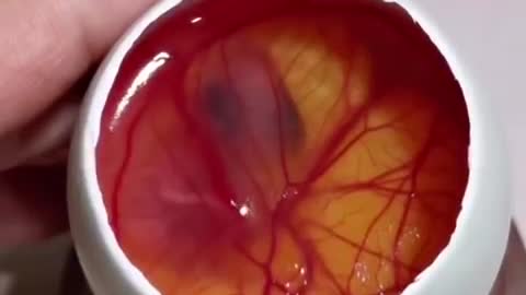 How A Chick Born From A Egg 🐣 - Interesting Video - 😱