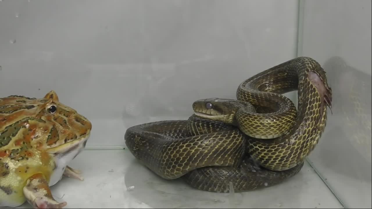 Can snakes eat gigantic frogs? Warning Live Feeding.