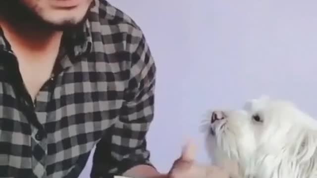 Very funny dog😂😂😂😁