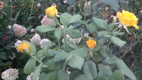 Yellow roses in summer