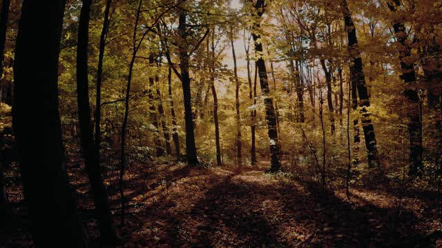 A walk in the woods - GoPro Hero 10 Cinematic video