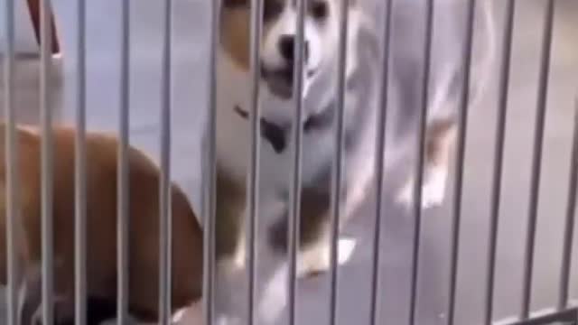 Puppy dancing on vibrant music background