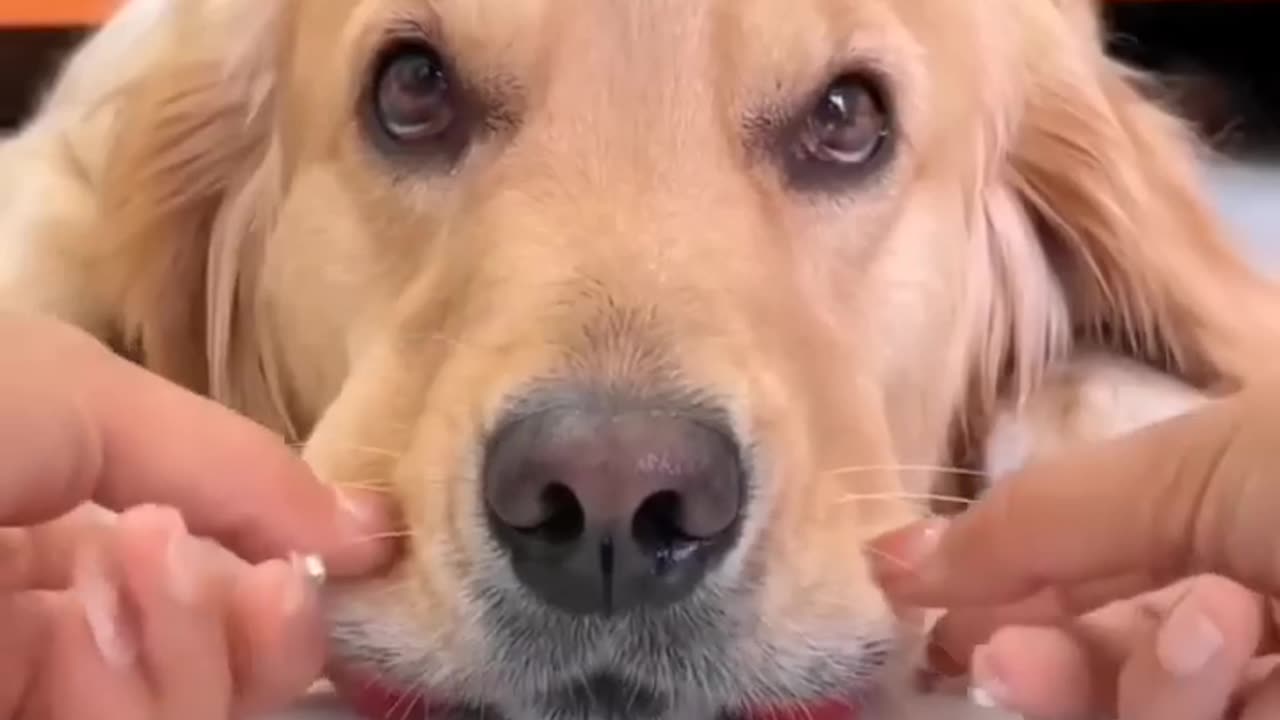 Funniest 🤣 animal 🐕🦺 in the world 🌍 2023 ⬅️