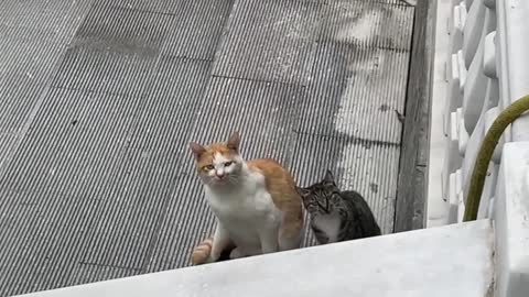 I'm singing. The cat's staring at me