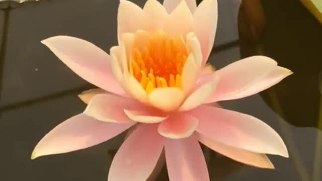 The moment of lotus blossom.