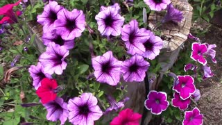 Growing Petunias In A Hollow Log and a Homemade Petunia Tower