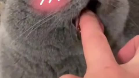 Viral cat video