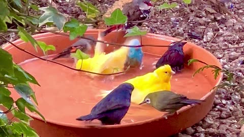 Finches and softbills - tropical aviary birds and bird sounds