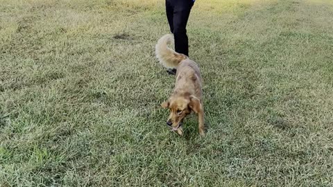 Dozer and his sister Ruby playing.