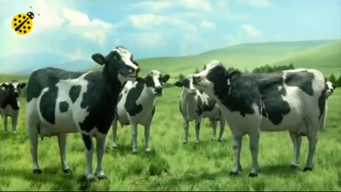 Cows funny video//cow dance video //most video///....