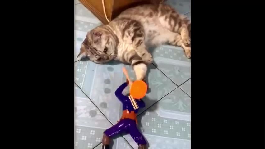 Cute Cat Playing With Toys