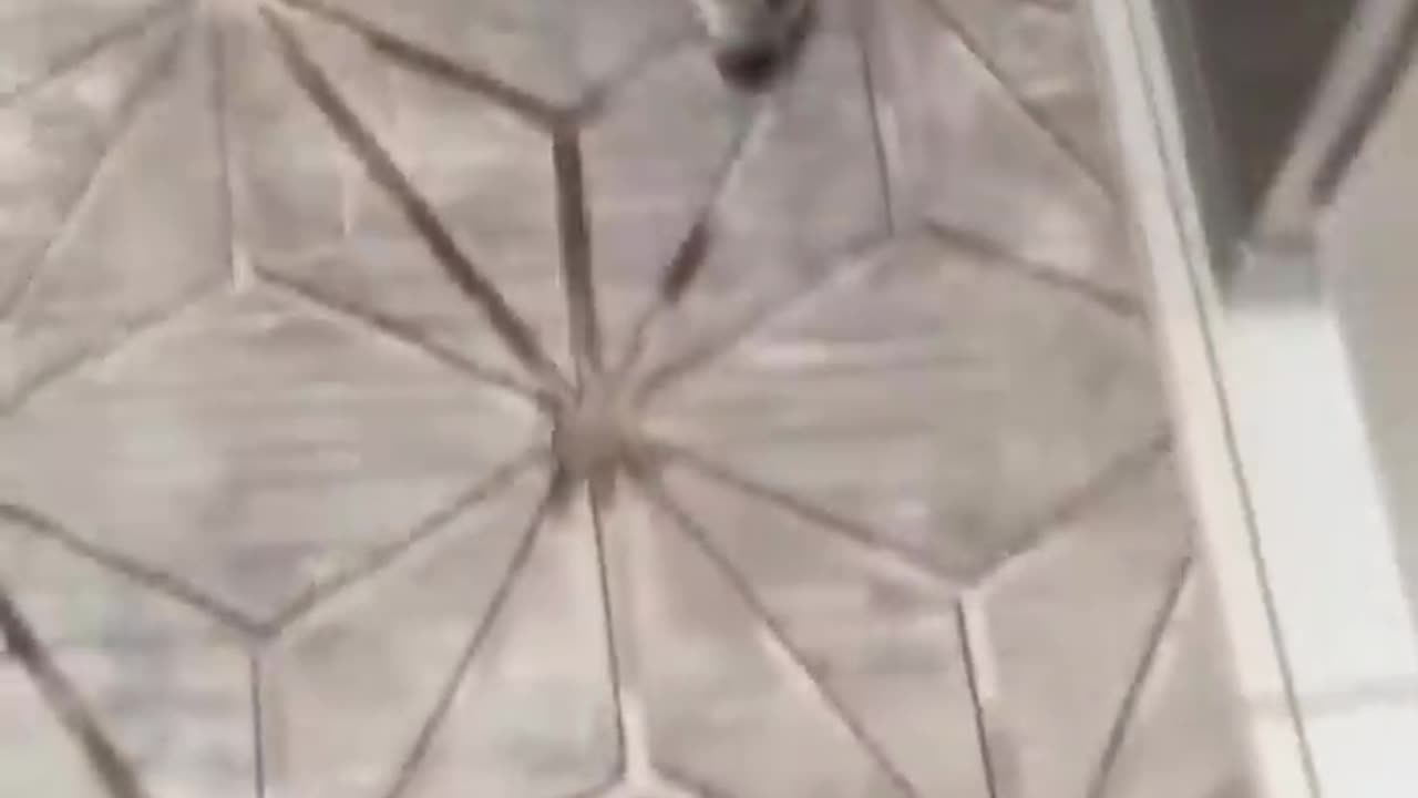 Trending cute cats 😹😹🐱 funny moments 😂 video clips