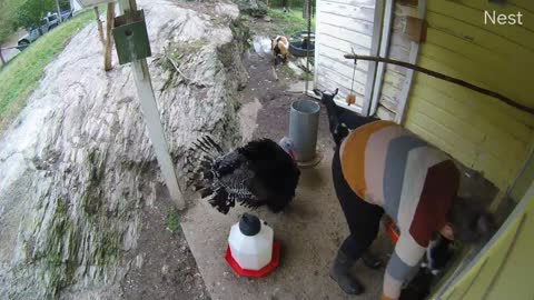 Stevie the Turkey Pecks Owner in the Butt