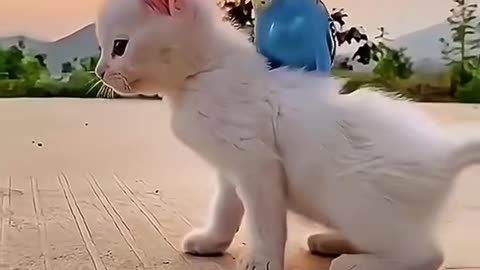 Parrot vs cat 🐈
