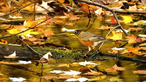 Bringing Colors to Life: The Beauty of Free and Colorful Birds