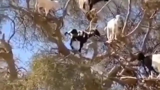 Animaux souss argan amazigh morocco