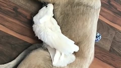 This is the cutest cuddle! 🦜💕🐶
