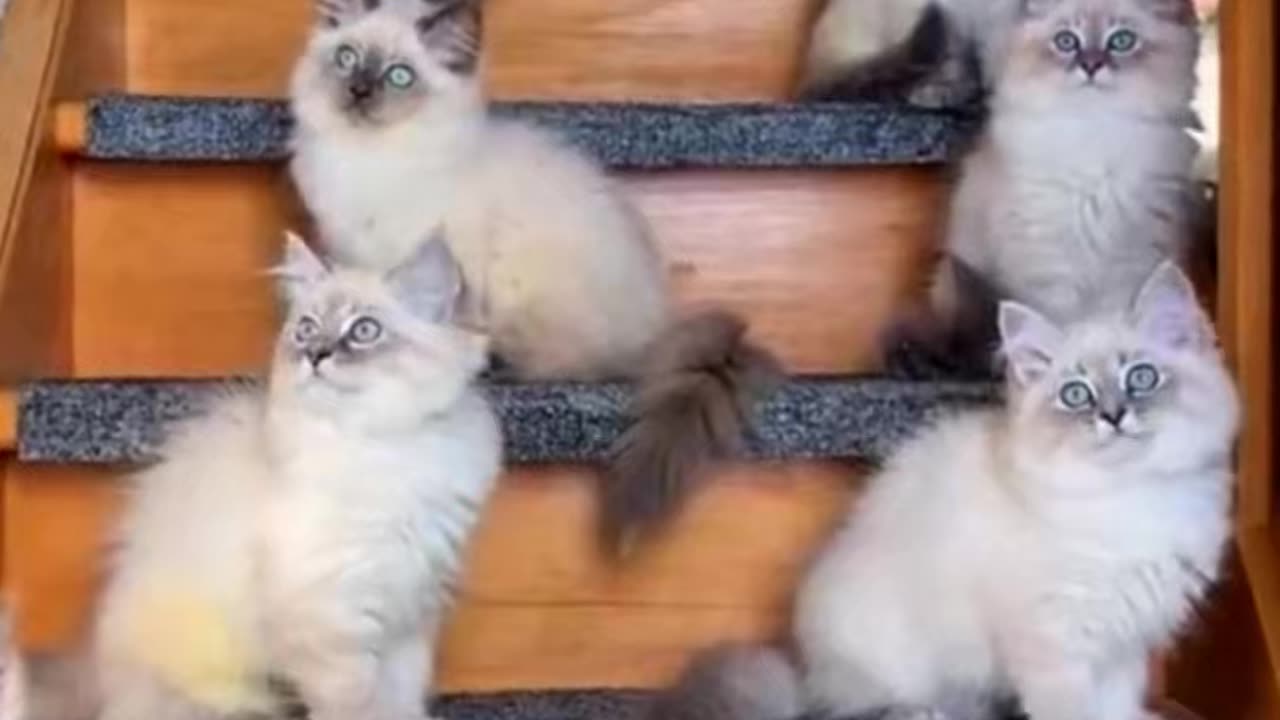 Adorable Moments Kittens in Action🐱❤😍🐈 #Kittens #AdorableMoments #FunnyReels #Pets #CatLove #cat