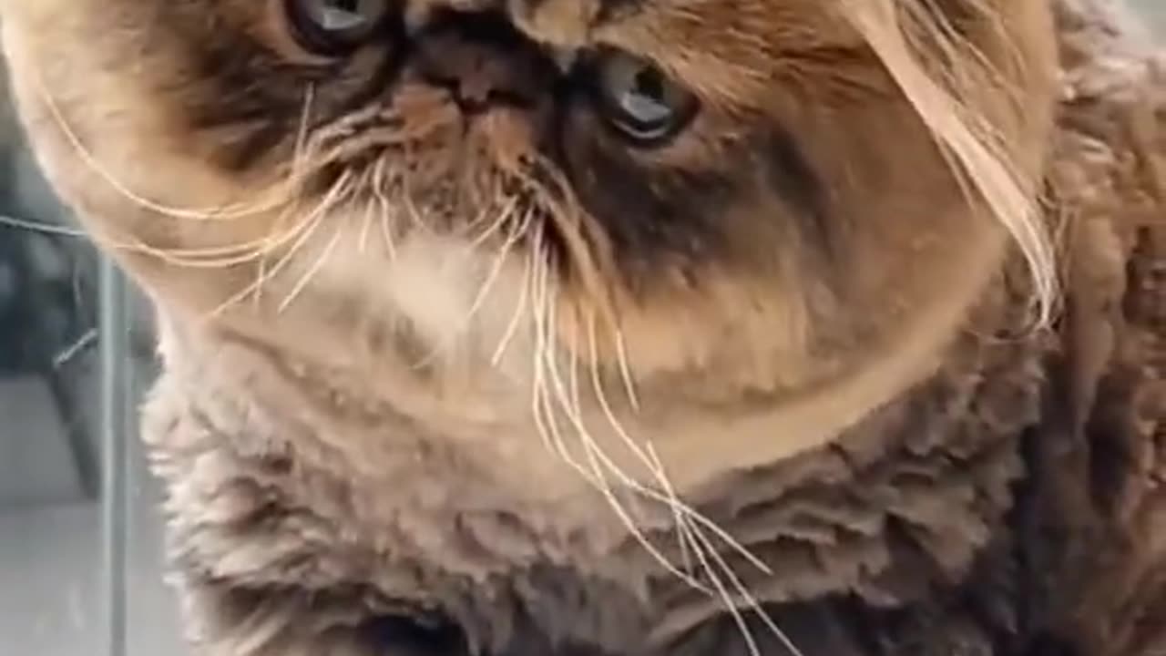 Cute cats video compilation 73