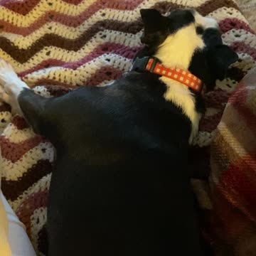 Dogs life in a nutshell